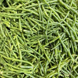 Salicornia