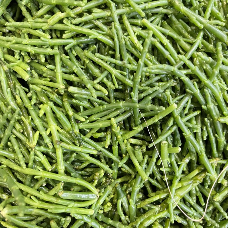 Salicornia