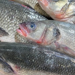 Branzino