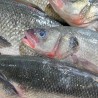 Branzino