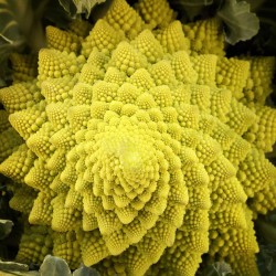 Cavolfiore romanesco