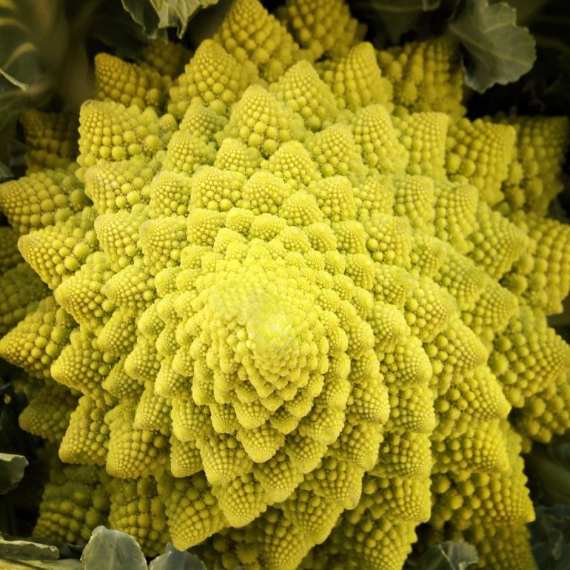 Cavolfiore romanesco
